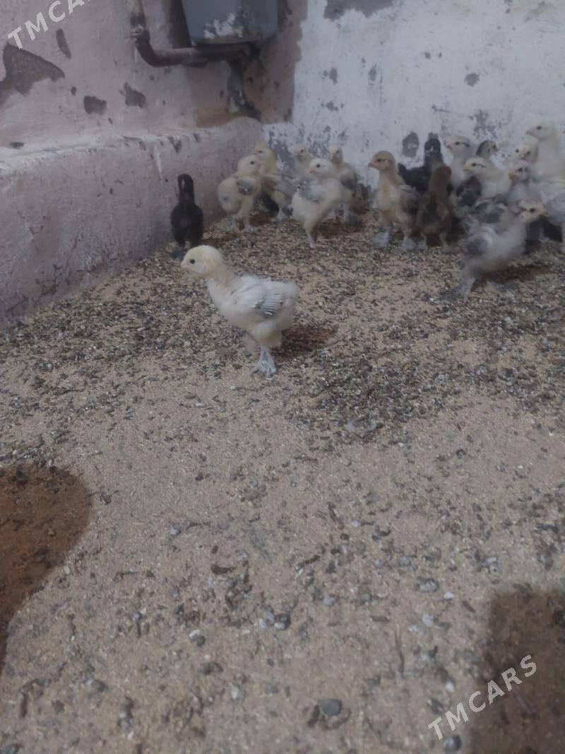 Балгар жуйже - Гёкдже - img 2