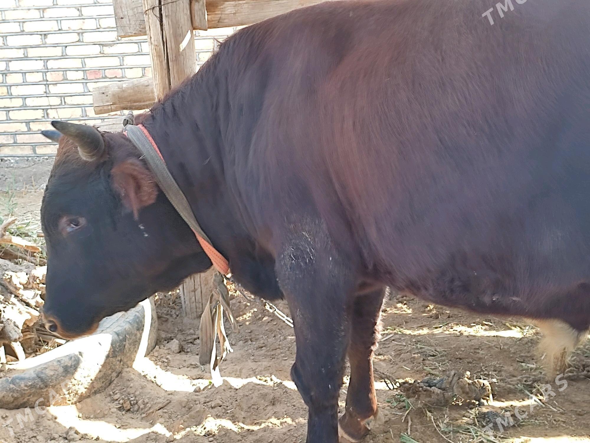 Okuzler - Mary - img 2