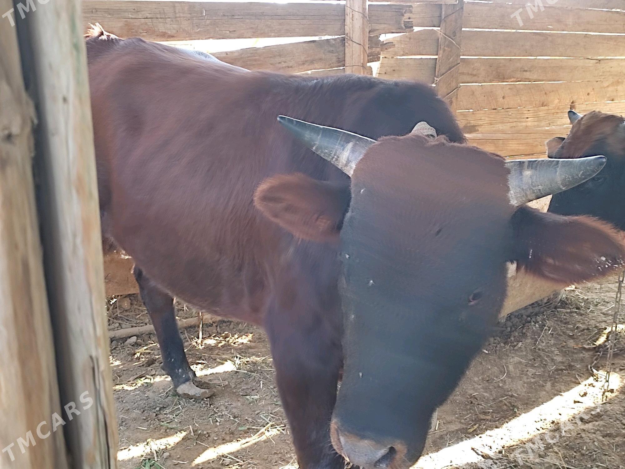 Okuzler - Mary - img 1