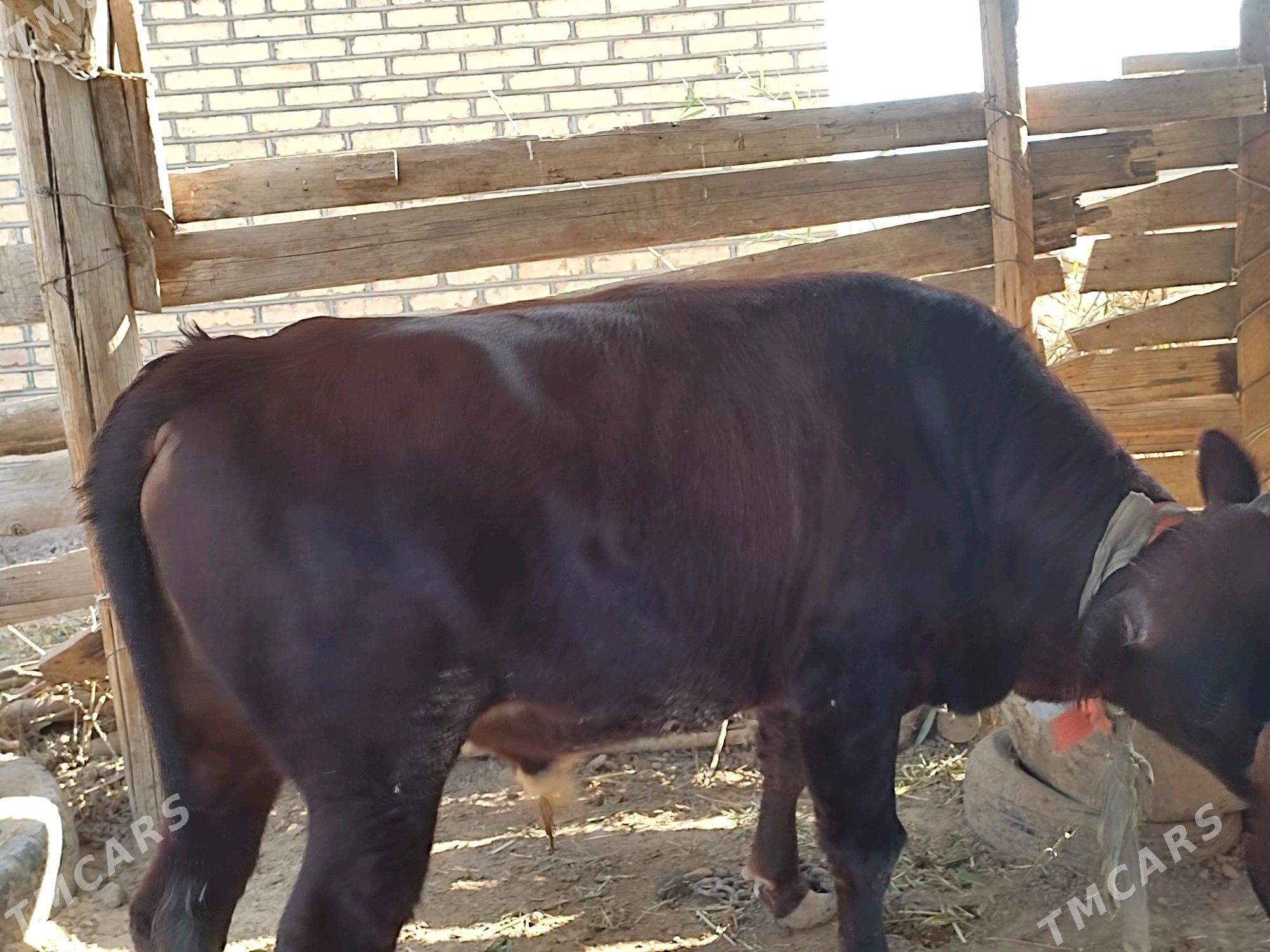 Okuzler - Mary - img 3