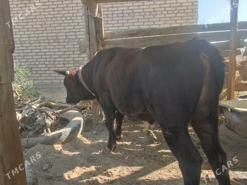 Okuzler - Mary - img 4