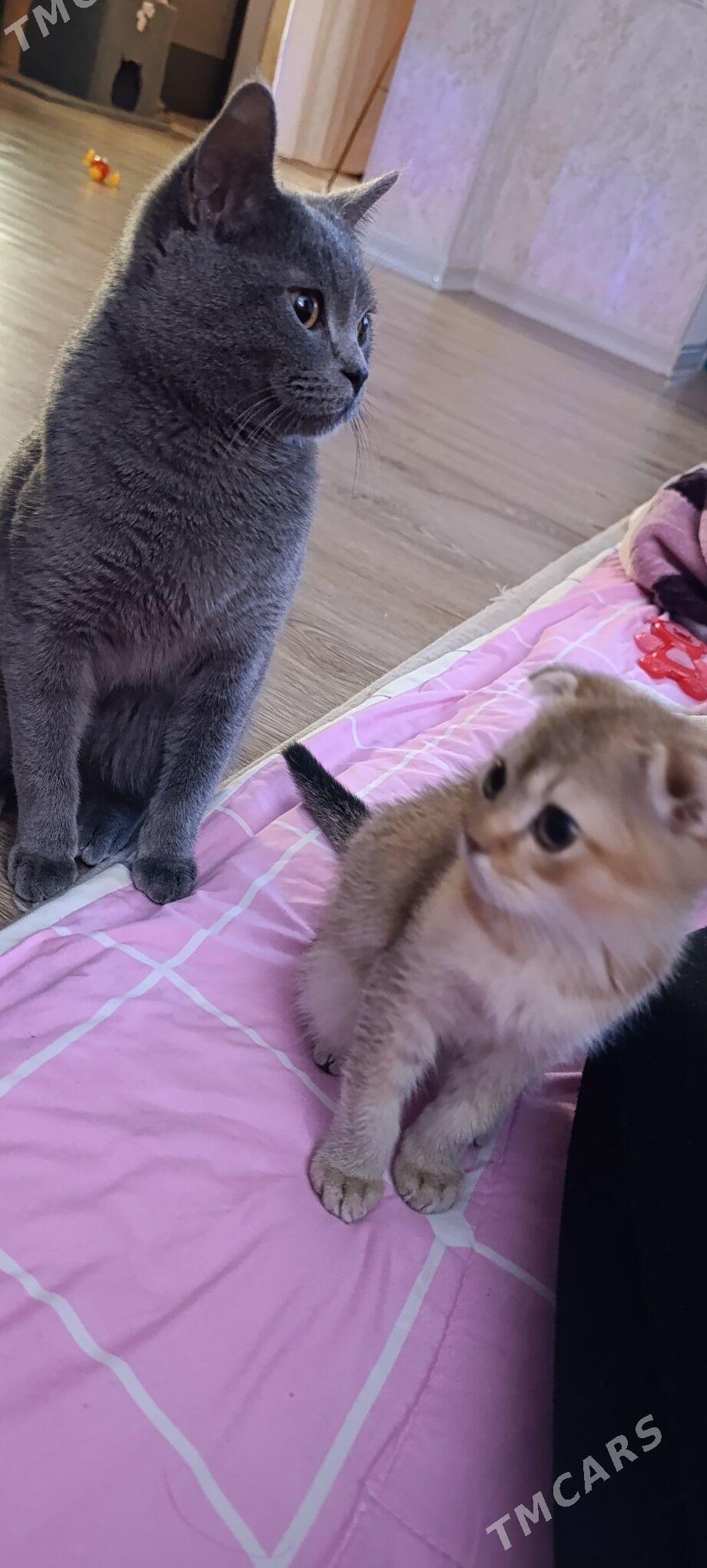 шиншилловые котята - Türkmenbaşy - img 4