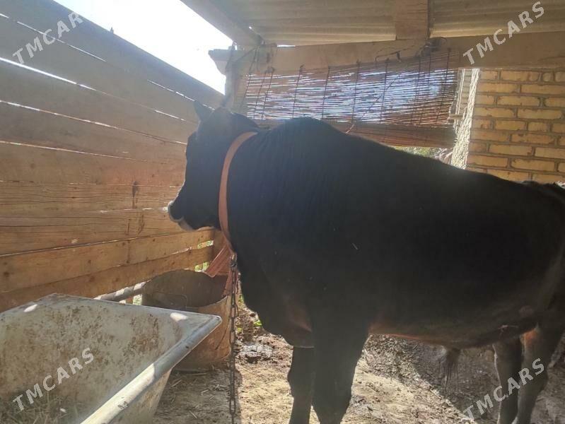 Okuzler - Mary - img 6