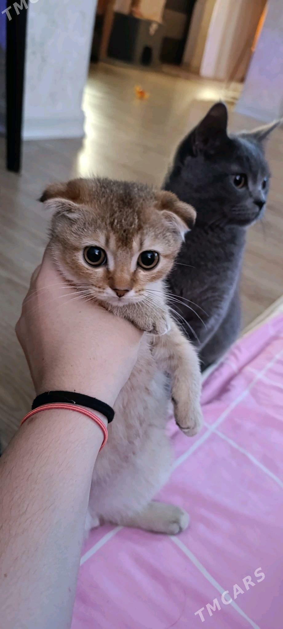 шиншилловые котята - Türkmenbaşy - img 5