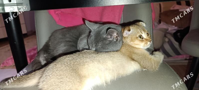 шиншилловые котята - Türkmenbaşy - img 3