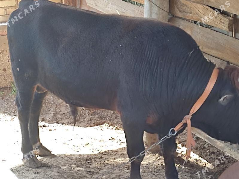 Okuzler - Mary - img 8