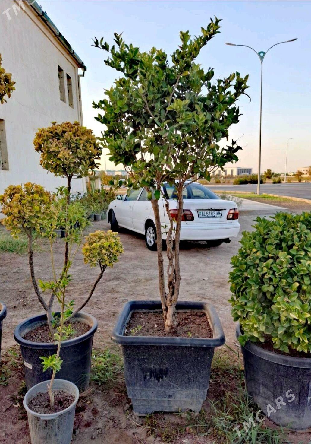 Nissan Sunny 2002 - 60 000 TMT - Aşgabat - img 5