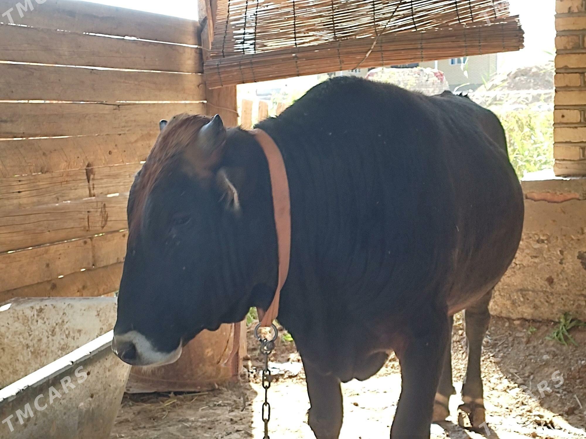 Okuzler - Mary - img 5