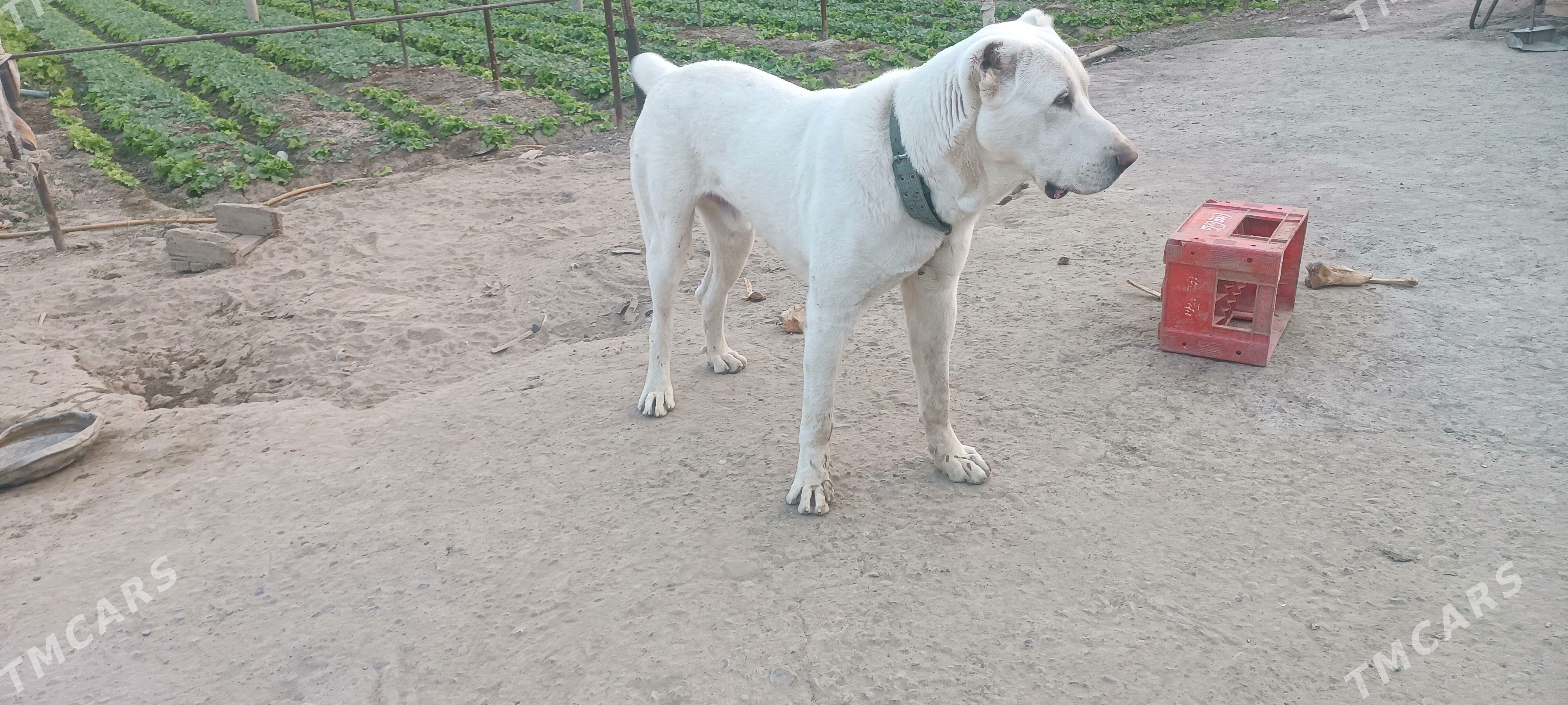 акгущ - Мары - img 2