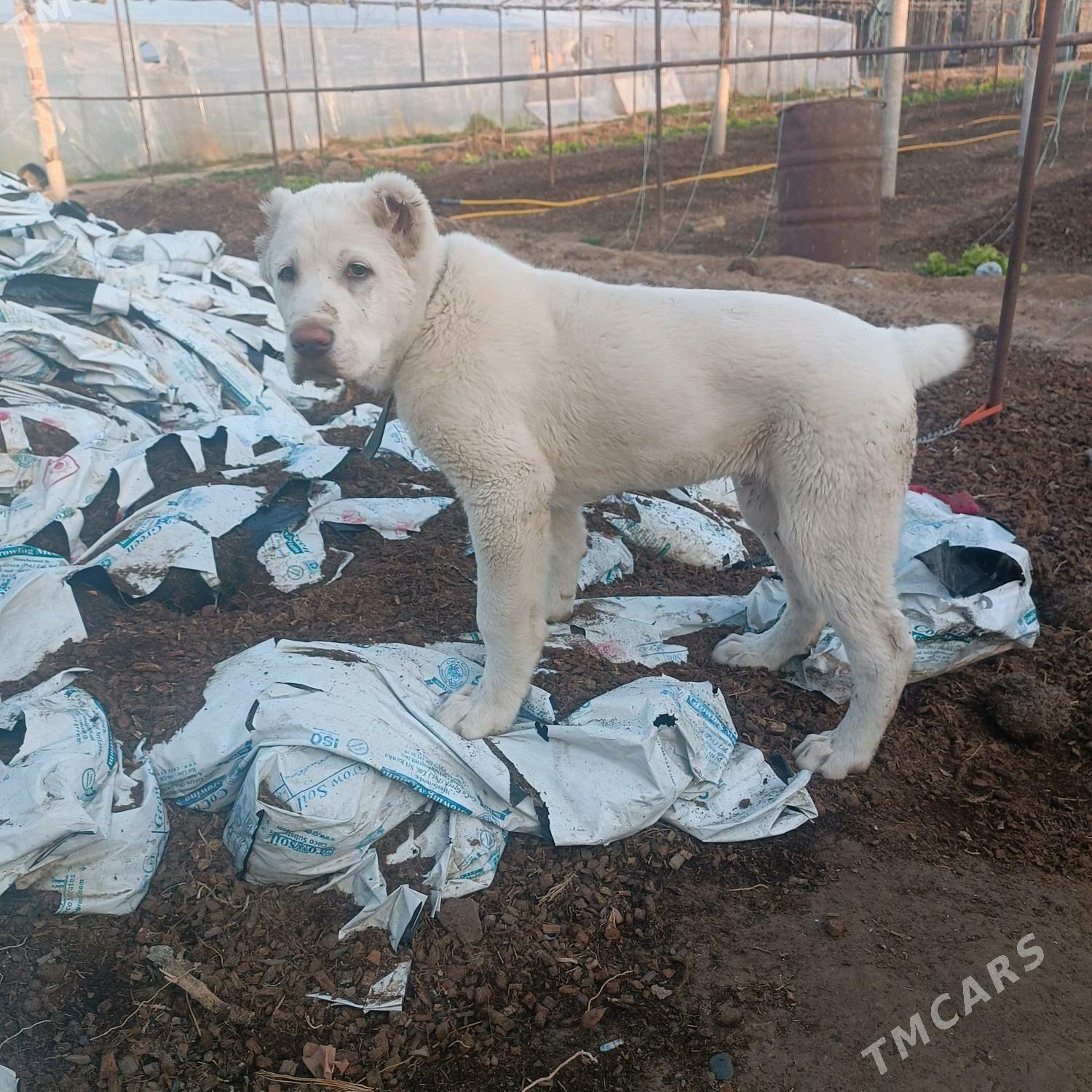 акгущ - Мары - img 8