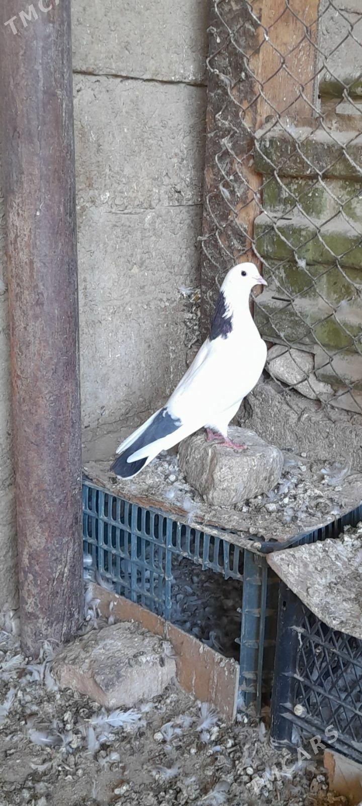 kepderi - Gyzylarbat - img 3