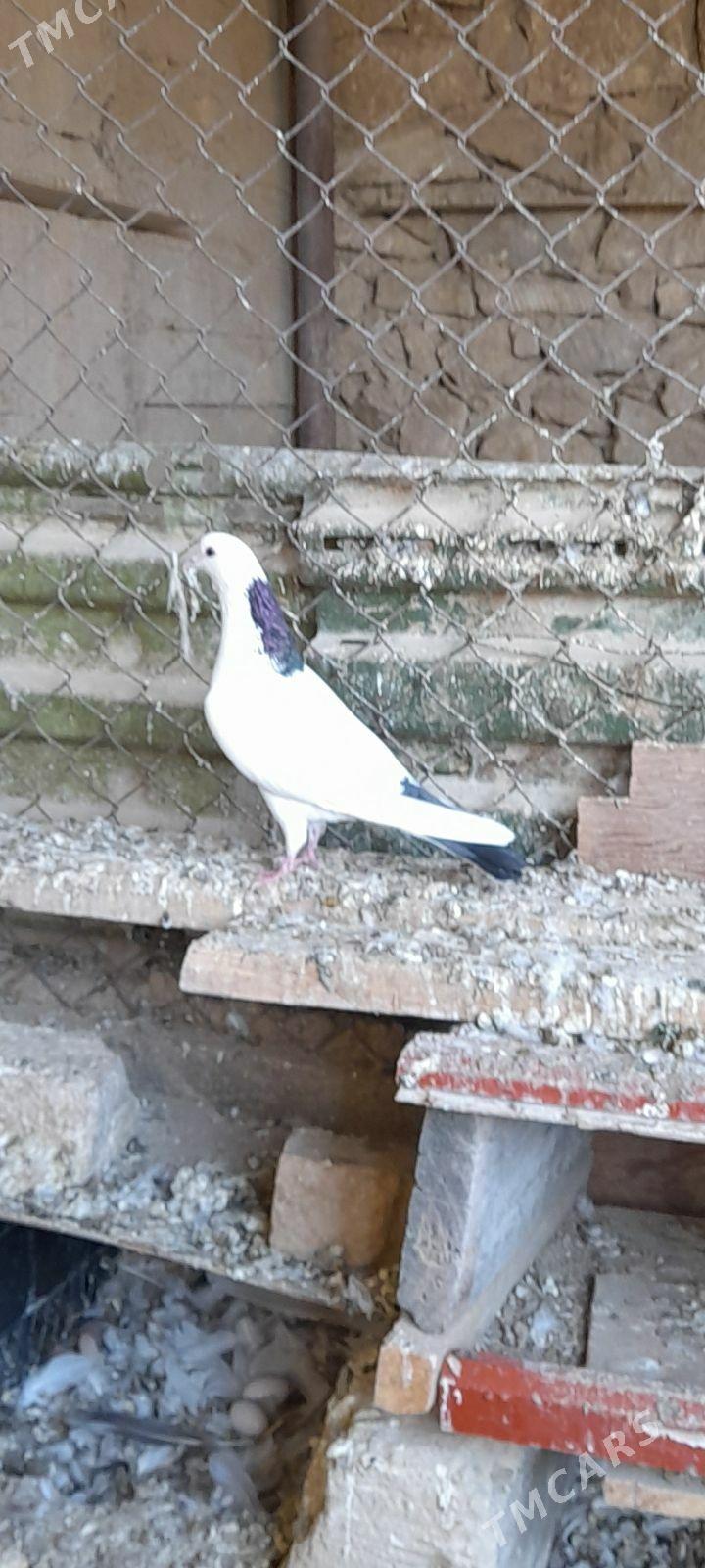 kepderi - Gyzylarbat - img 1