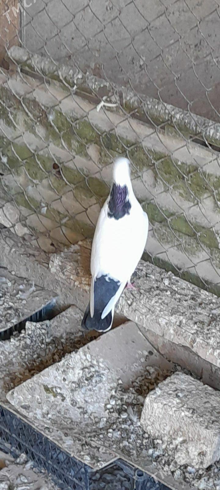 kepderi - Gyzylarbat - img 2