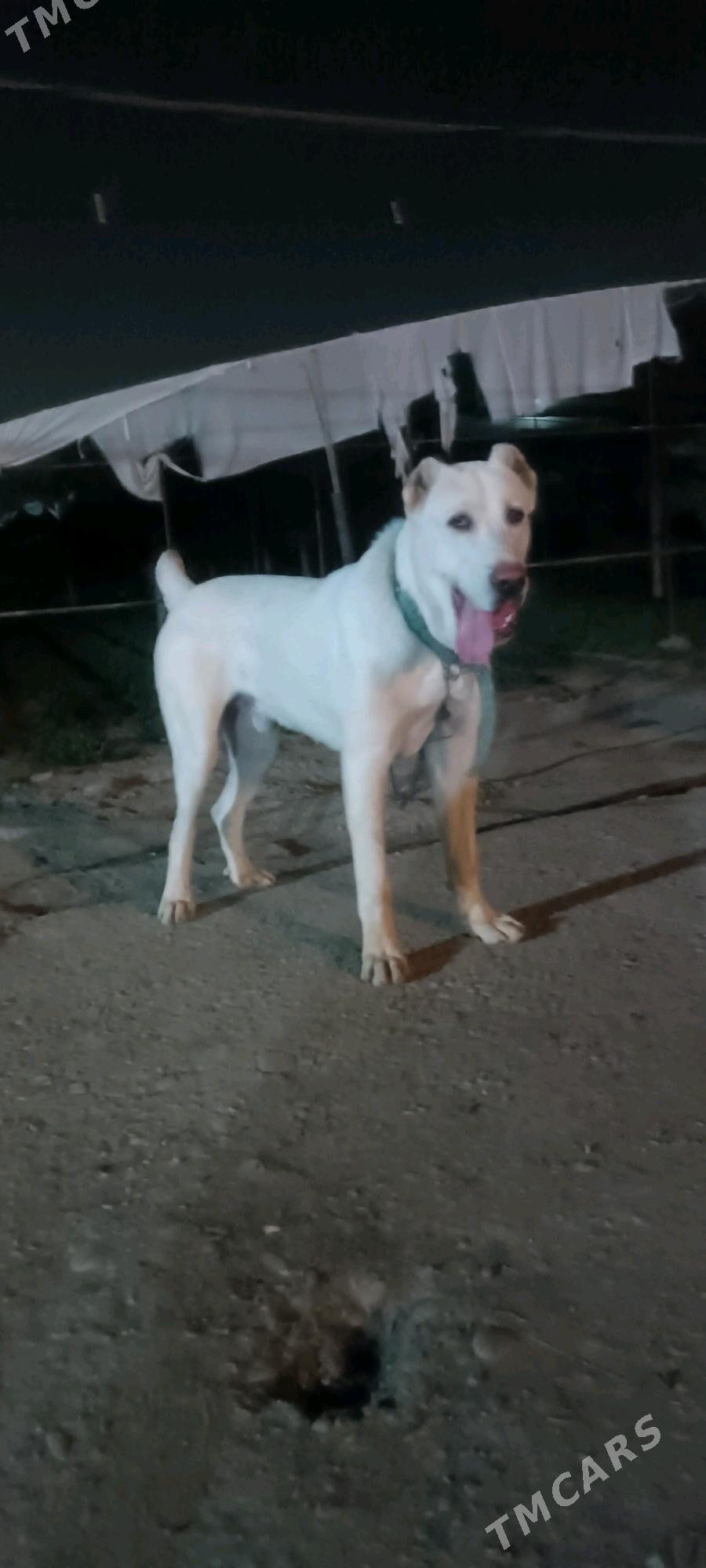 акгущ - Мары - img 4