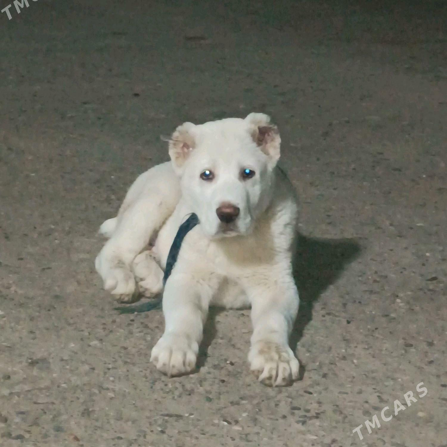 акгущ - Мары - img 9