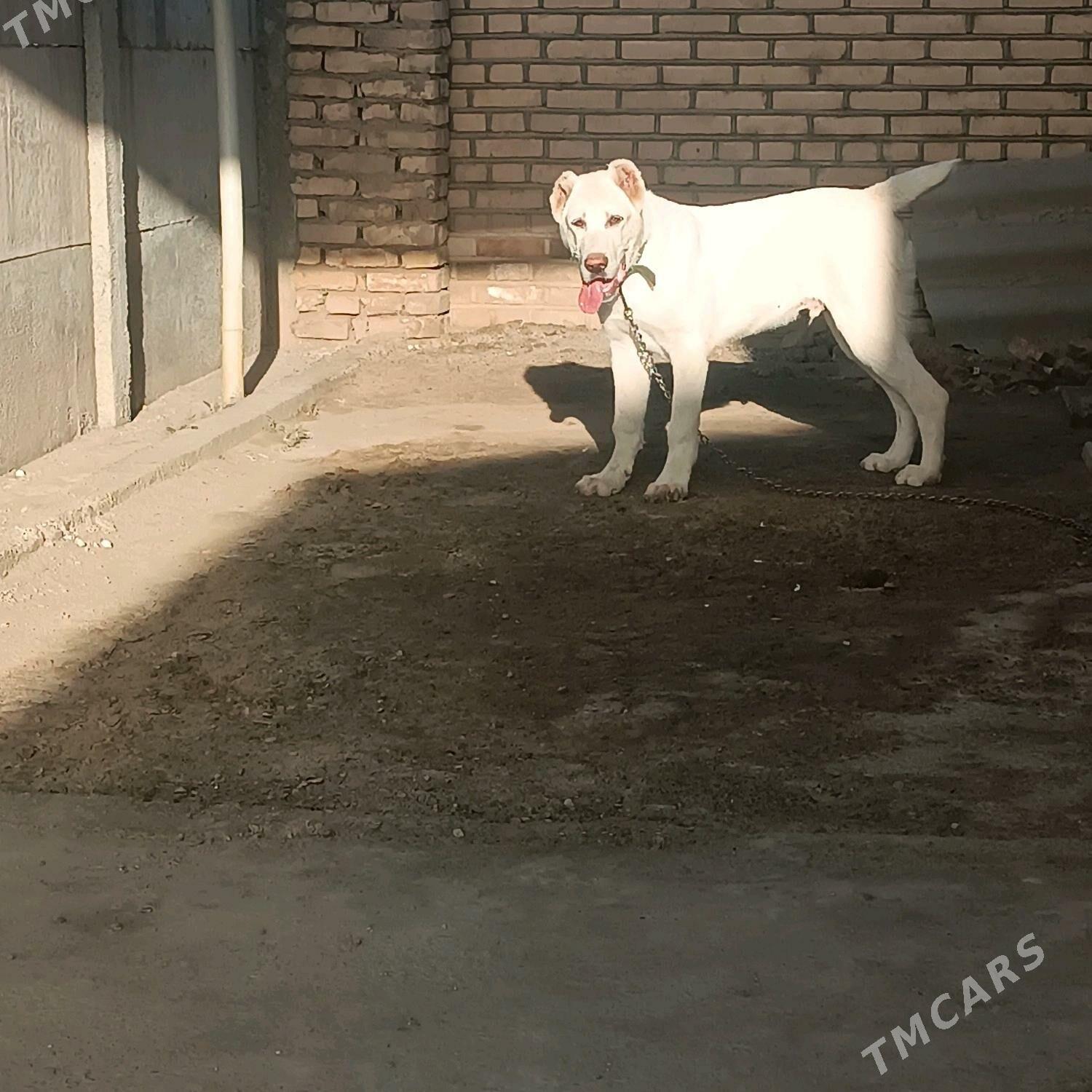 акгущ - Мары - img 6