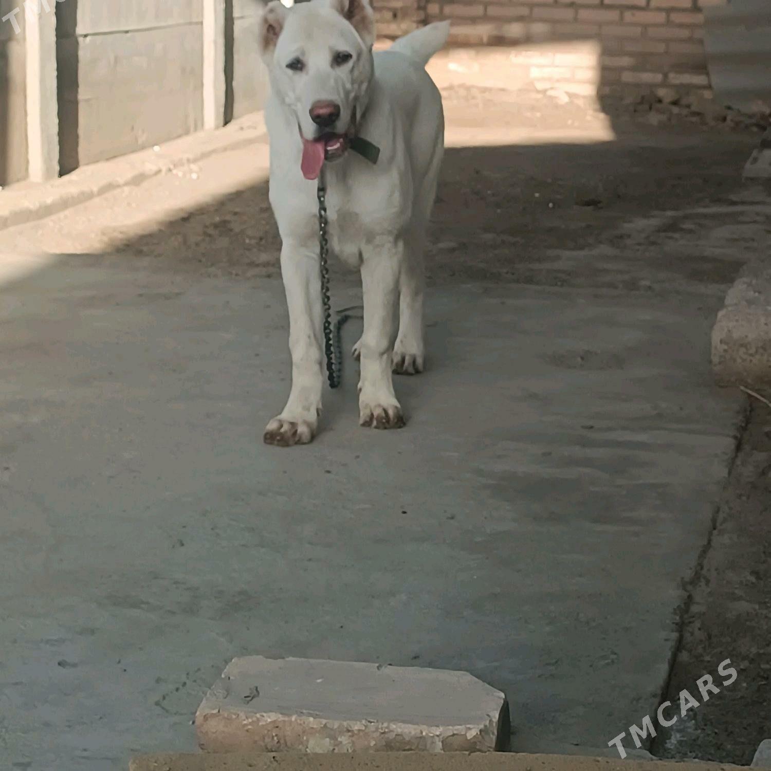 акгущ - Мары - img 7