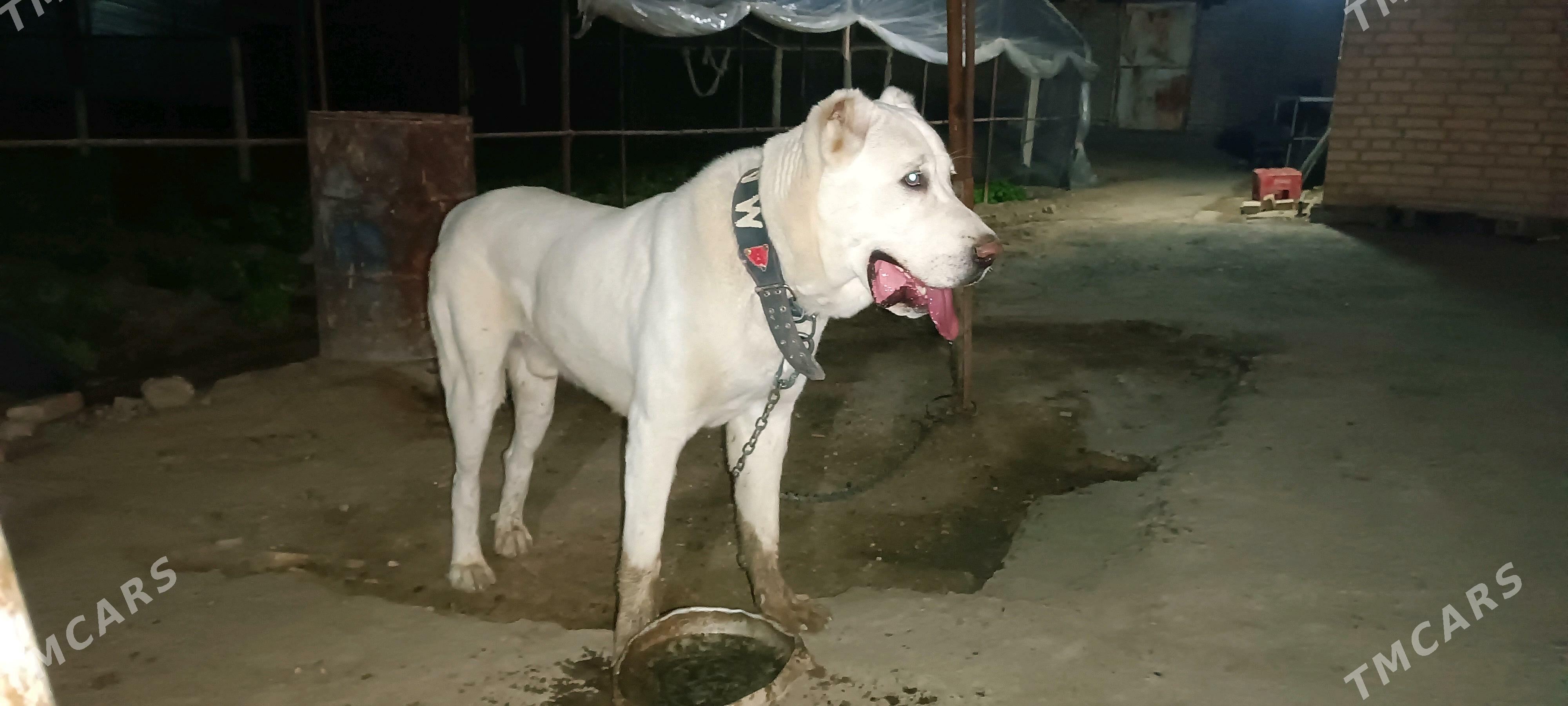 акгущ - Мары - img 10