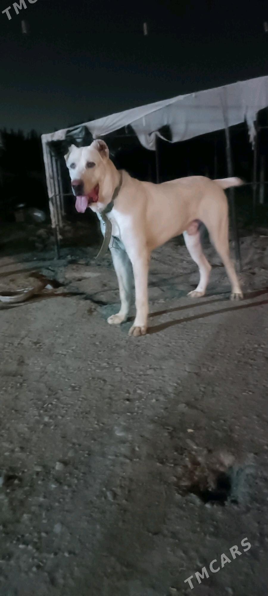 акгущ - Мары - img 5