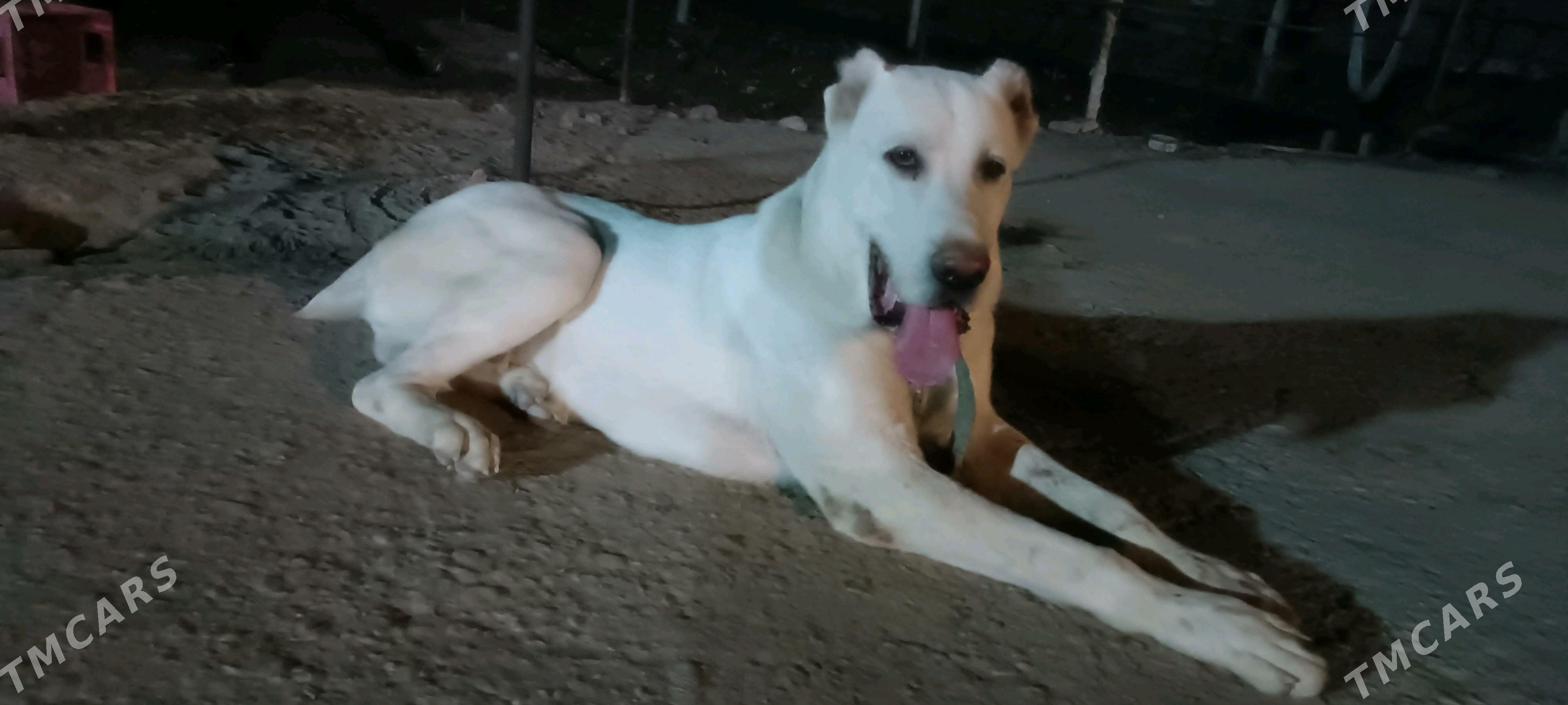 акгущ - Мары - img 3