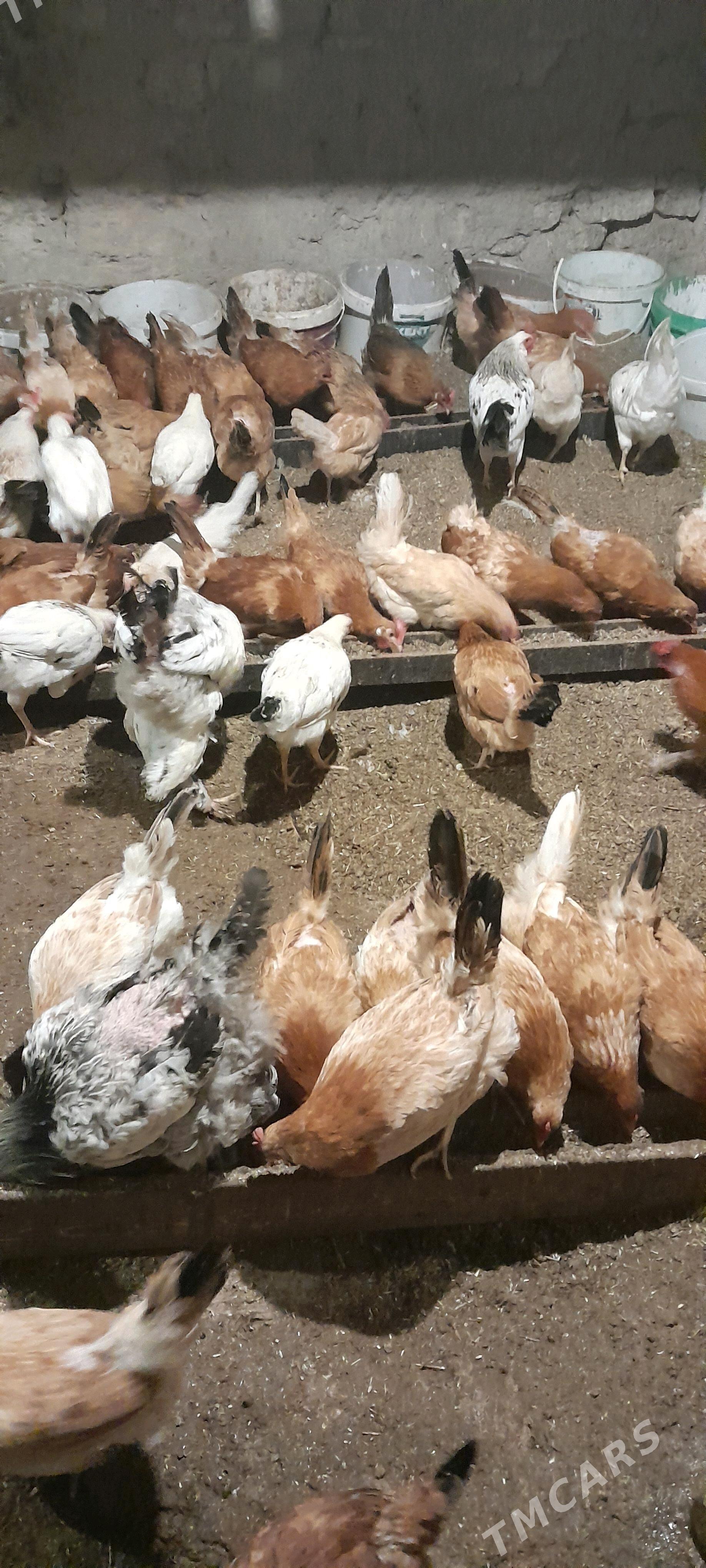 towuk - Чоганлы - img 6