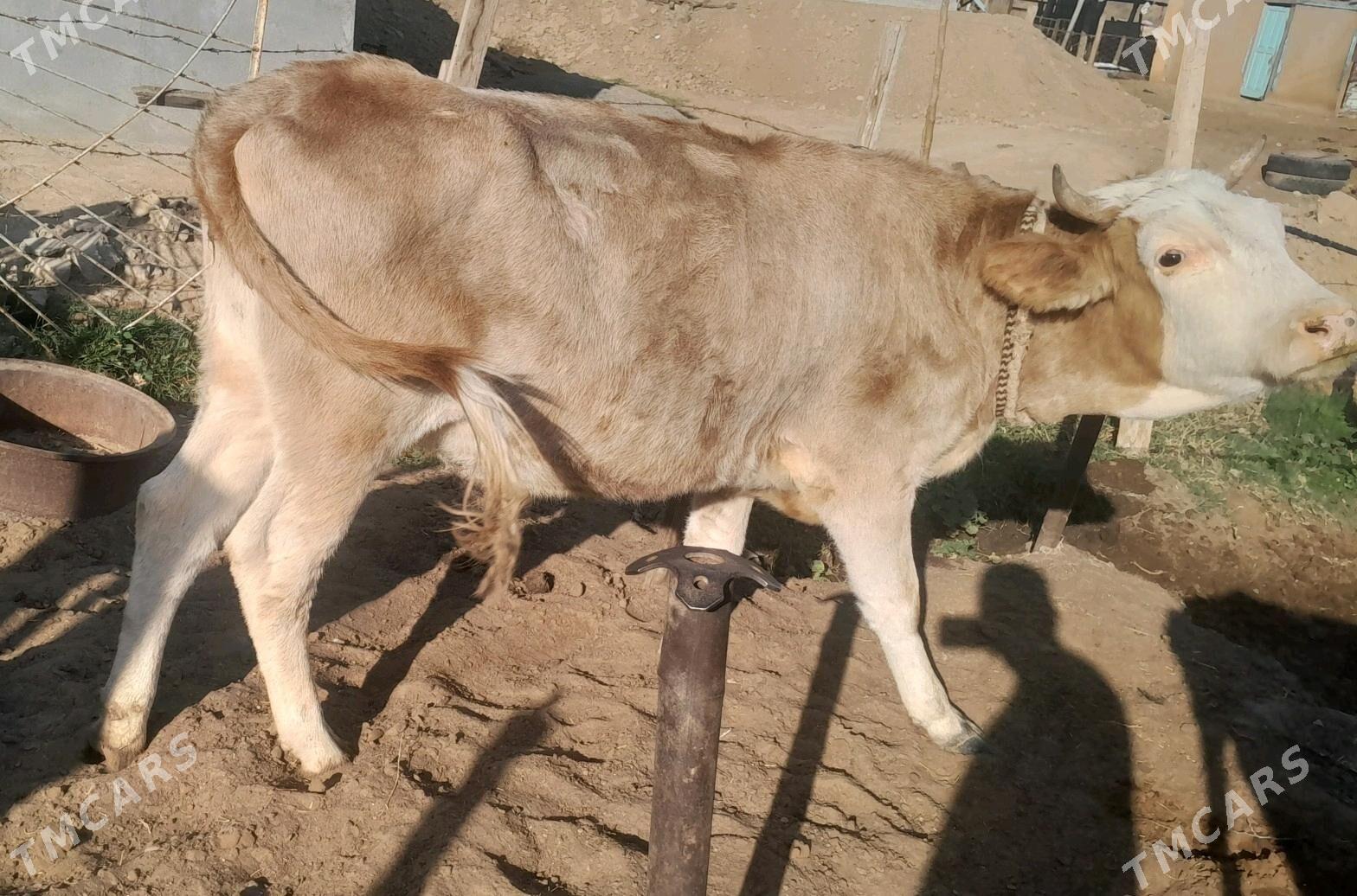 bogaz tuwe sygyr - Aşgabat - img 2