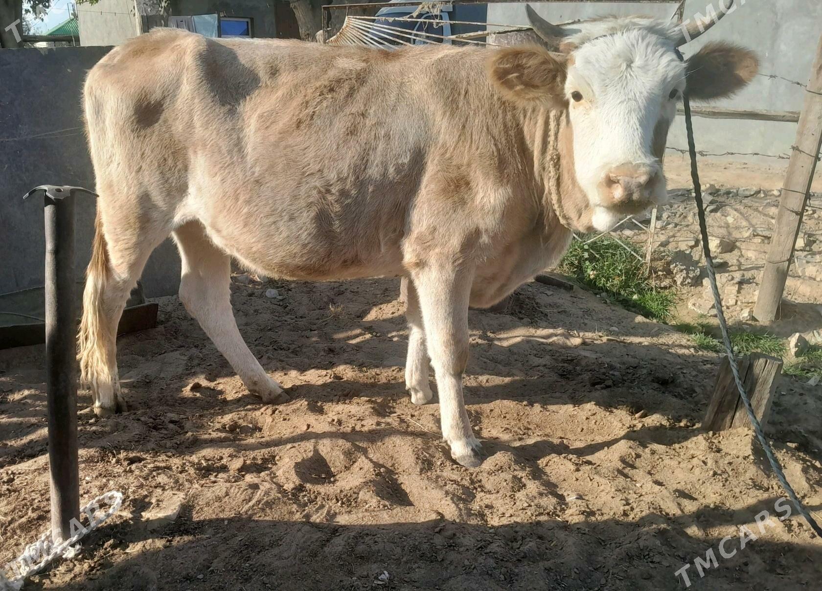 bogaz tuwe sygyr - Aşgabat - img 3