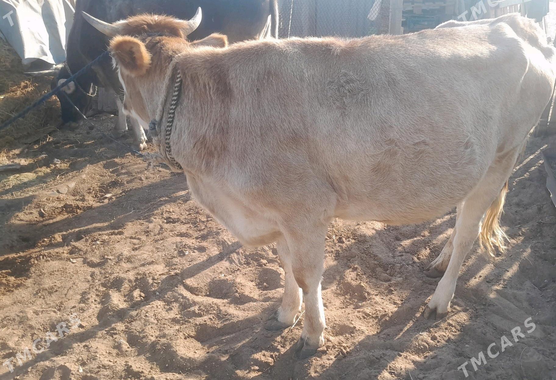 bogaz tuwe sygyr - Aşgabat - img 4