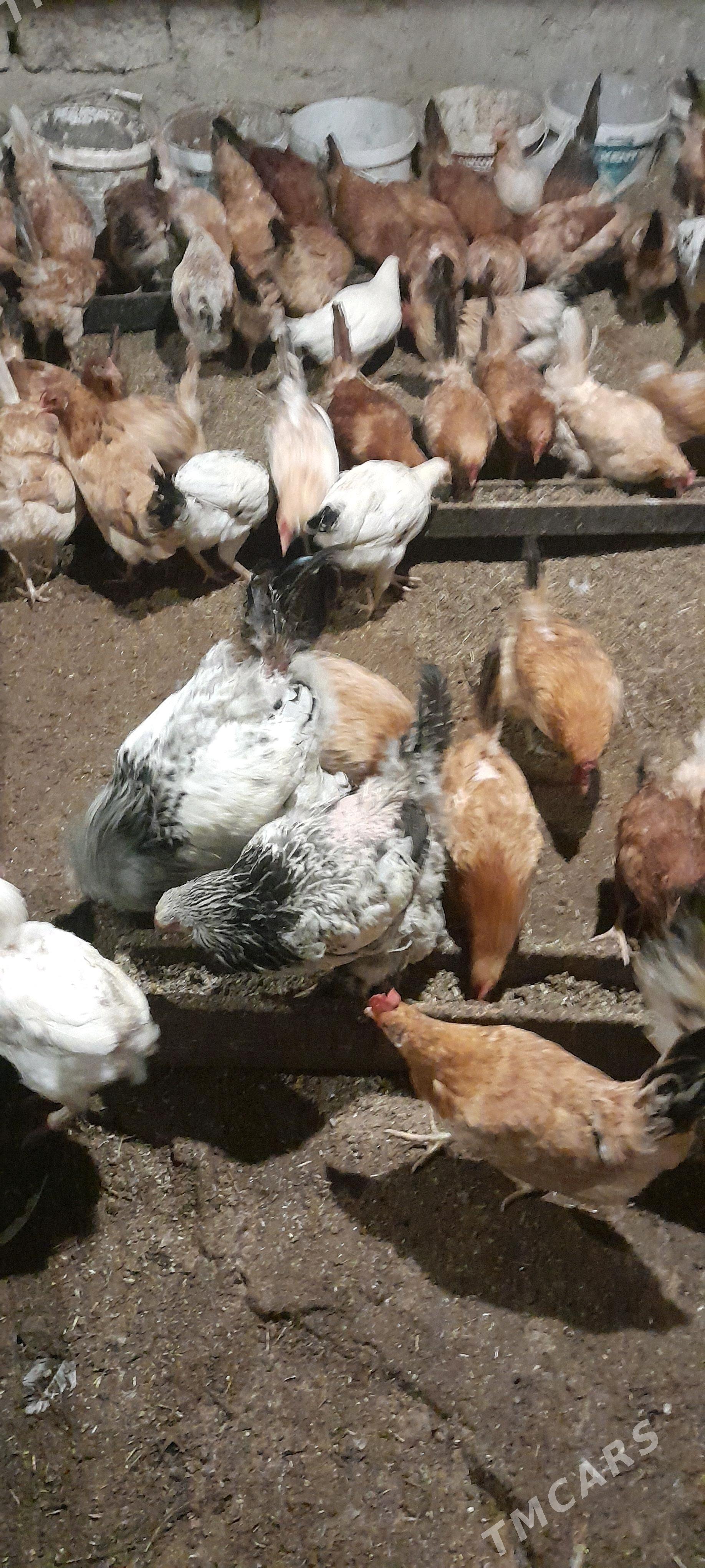 towuk - Чоганлы - img 2