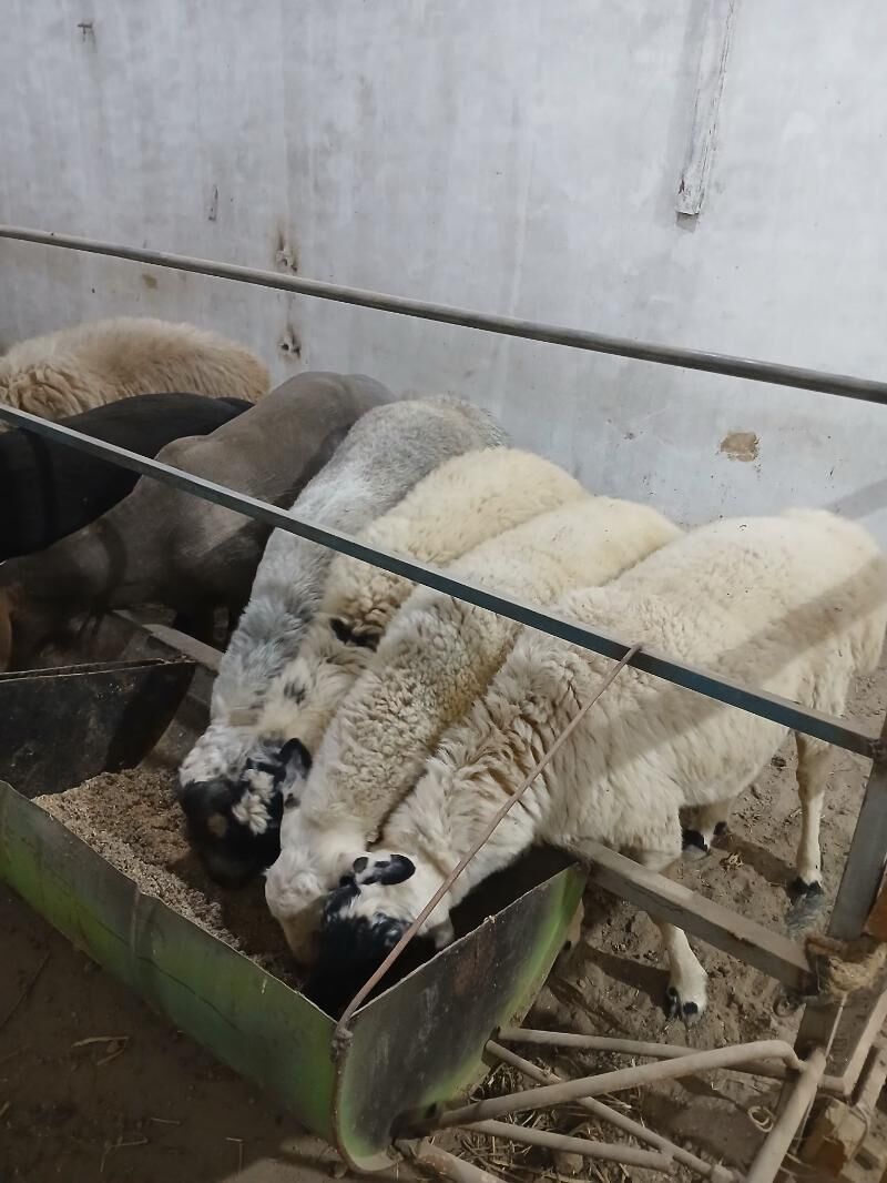 Goyun - Türkmenabat - img 5