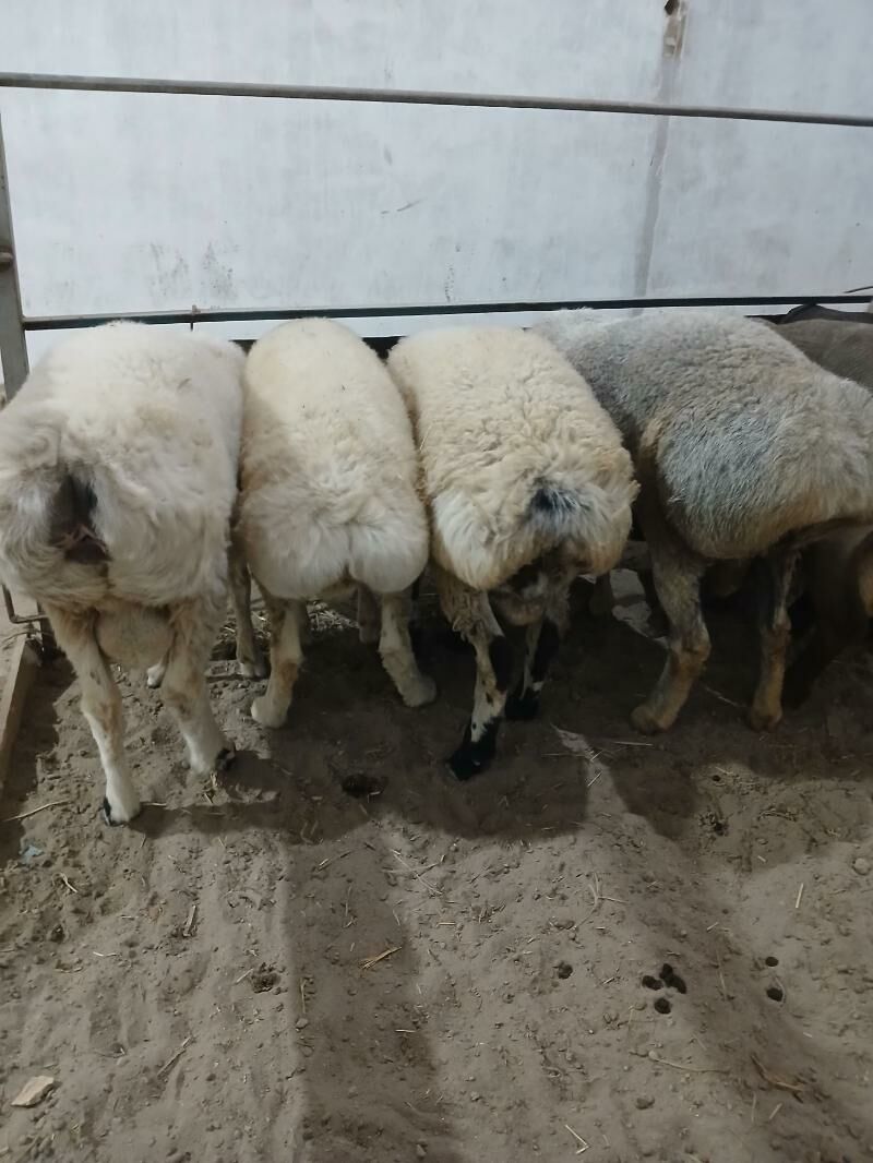 Goyun - Türkmenabat - img 4