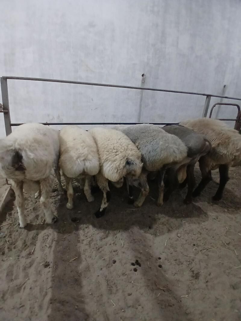 Goyun - Türkmenabat - img 6