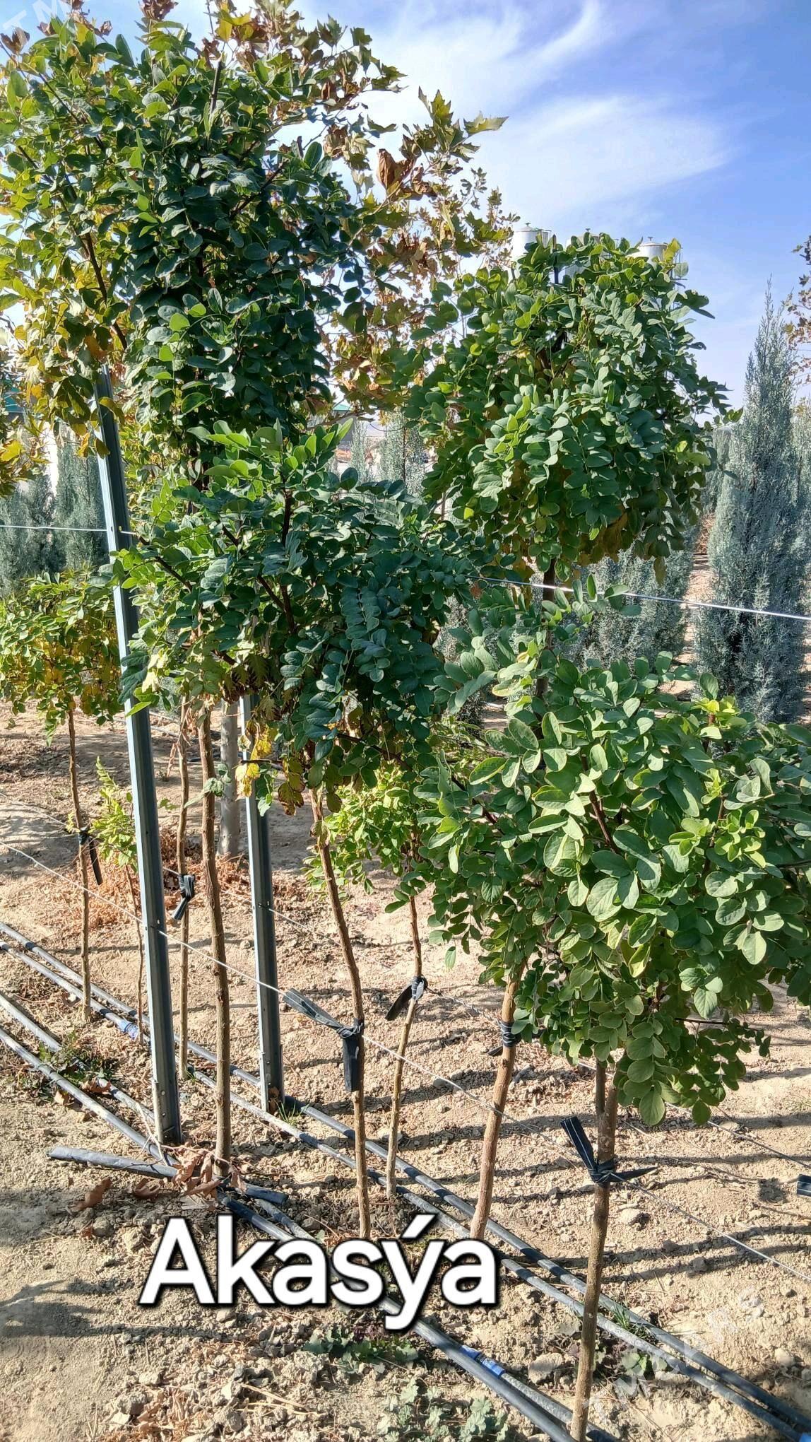 Akasya tuỳa Arwizonka - Бахарден - img 2