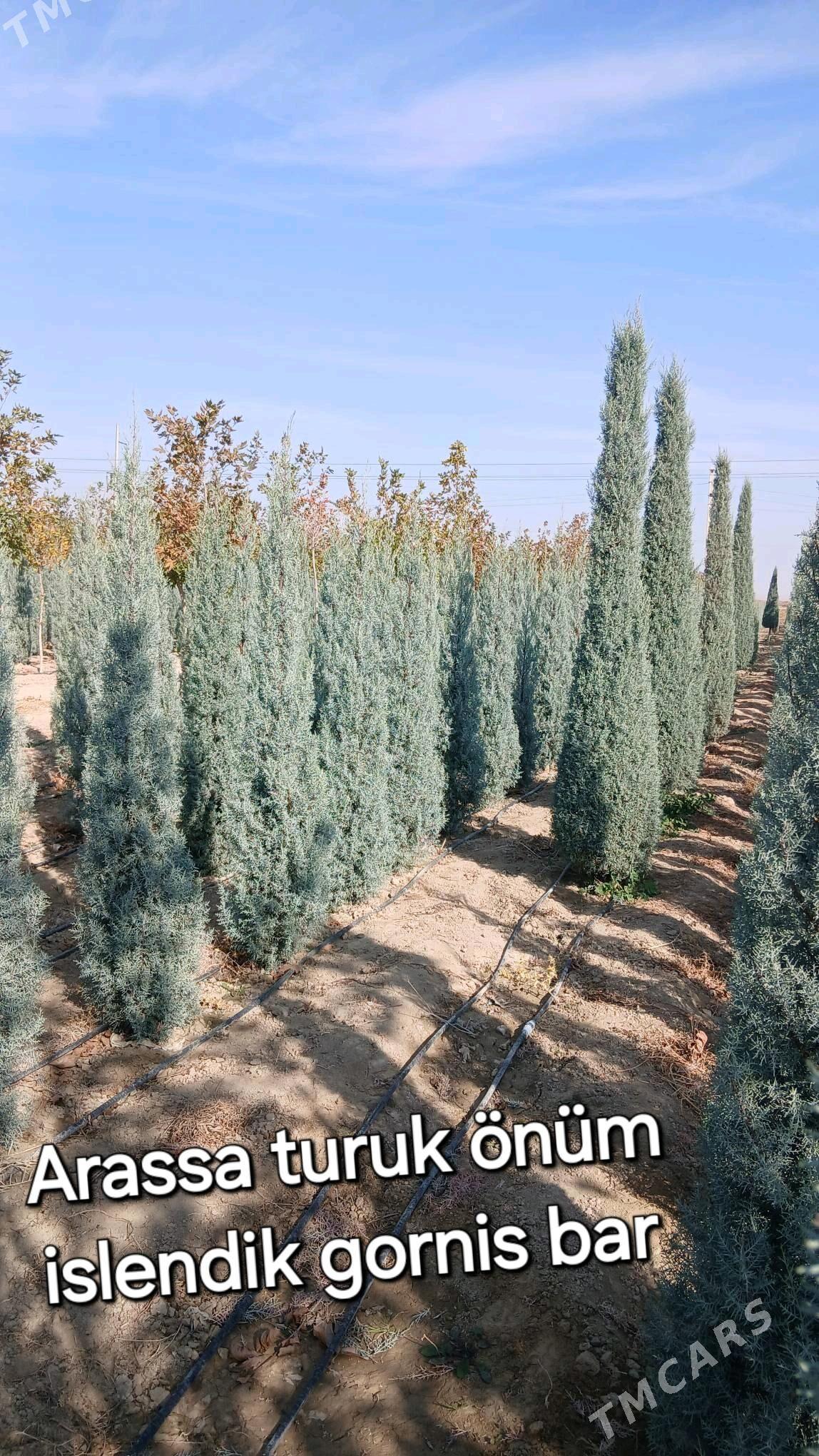 Akasya tuỳa Arwizonka - Бахарден - img 1