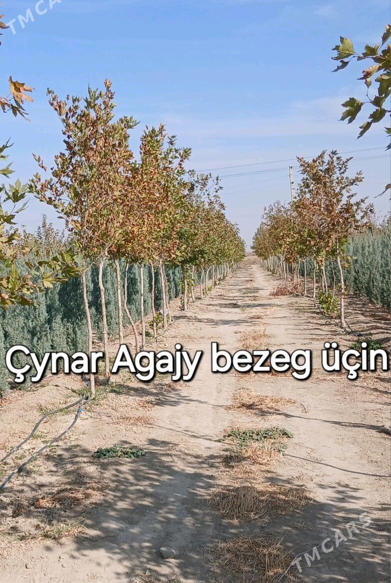 Akasya tuỳa Arwizonka - Бахарден - img 3