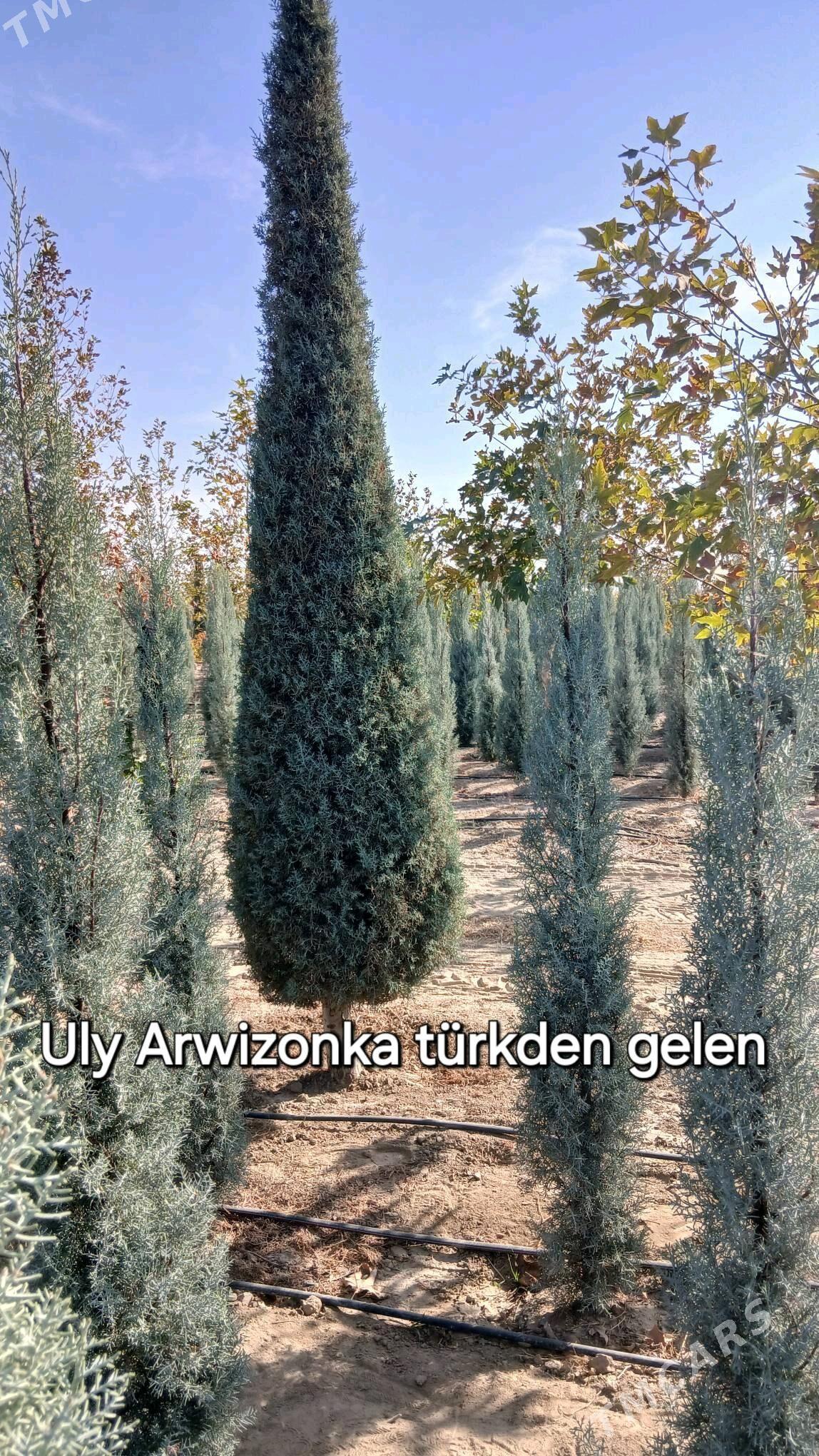 Akasya tuỳa Arwizonka - Бахарден - img 5