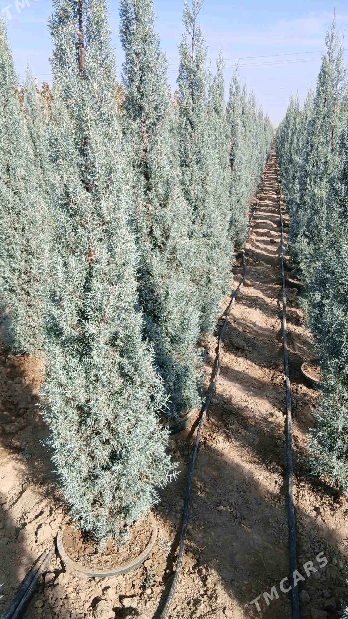 Akasya tuỳa Arwizonka - Бахарден - img 4