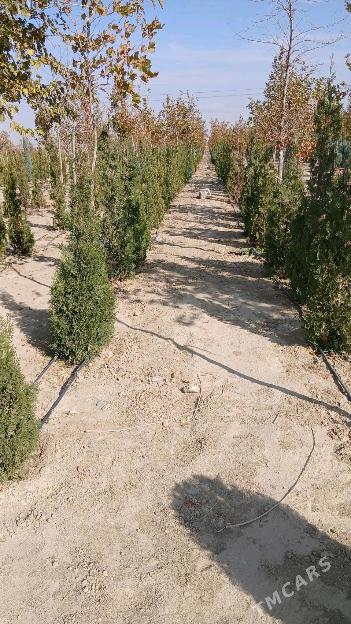 Akasya tuỳa Arwizonka - Бахарден - img 6