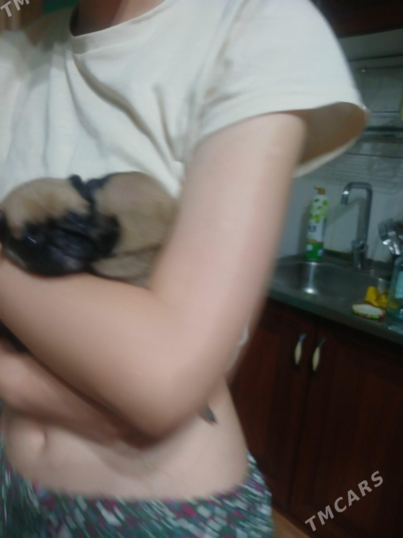 Мопс - Aşgabat - img 2