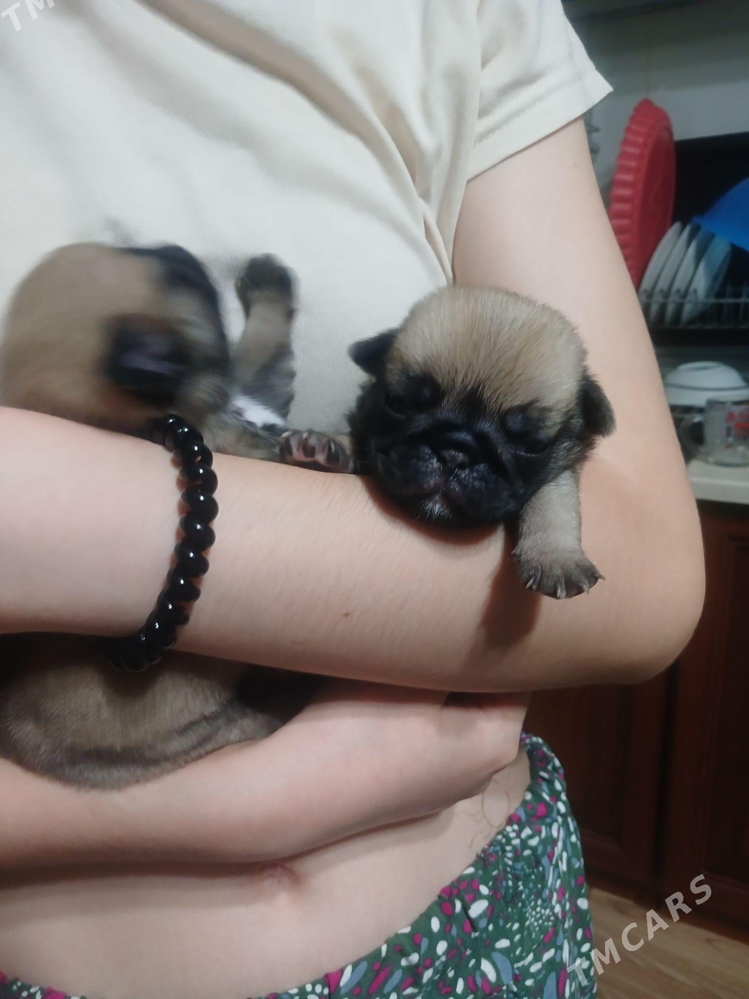 Мопс - Aşgabat - img 3