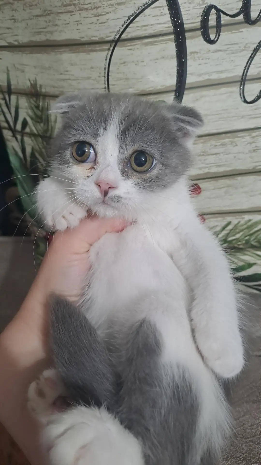 Шотландские котята - Aşgabat - img 4