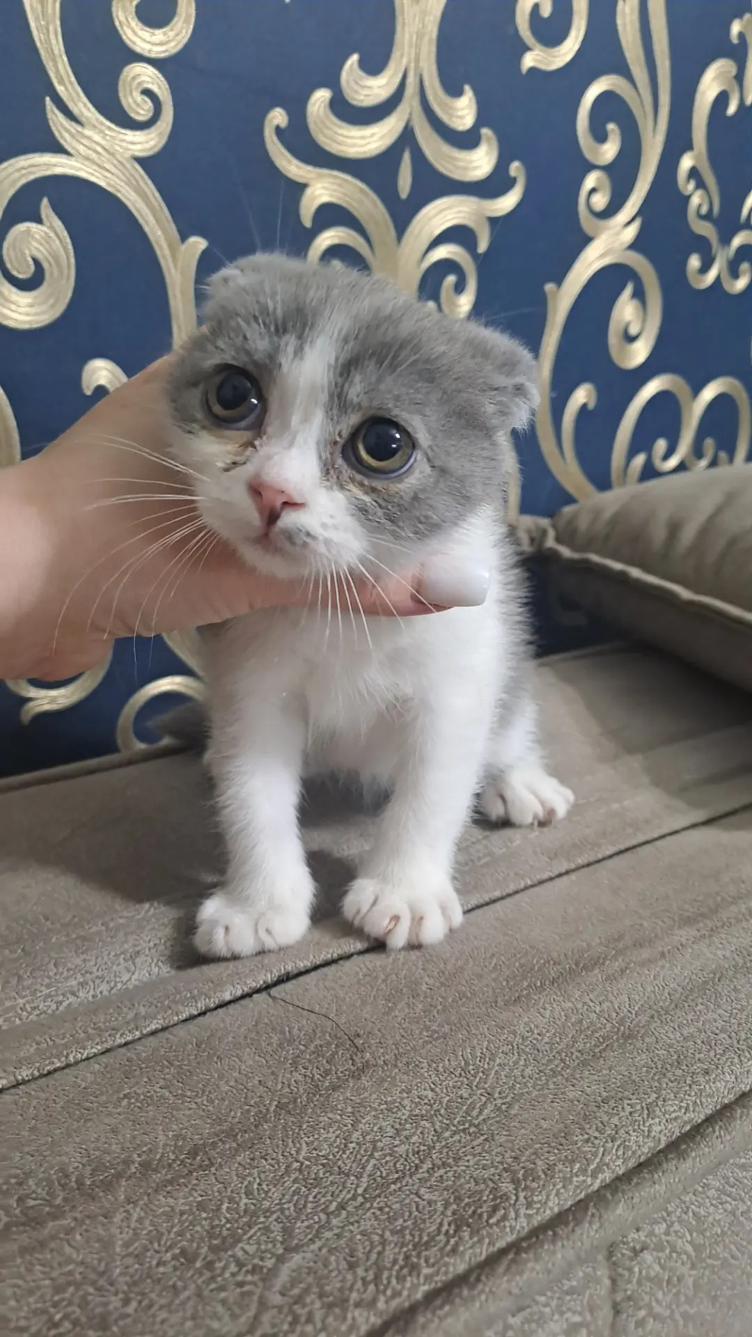 Шотландские котята - Aşgabat - img 6