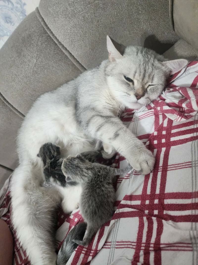 Шотландские котята - Aşgabat - img 11