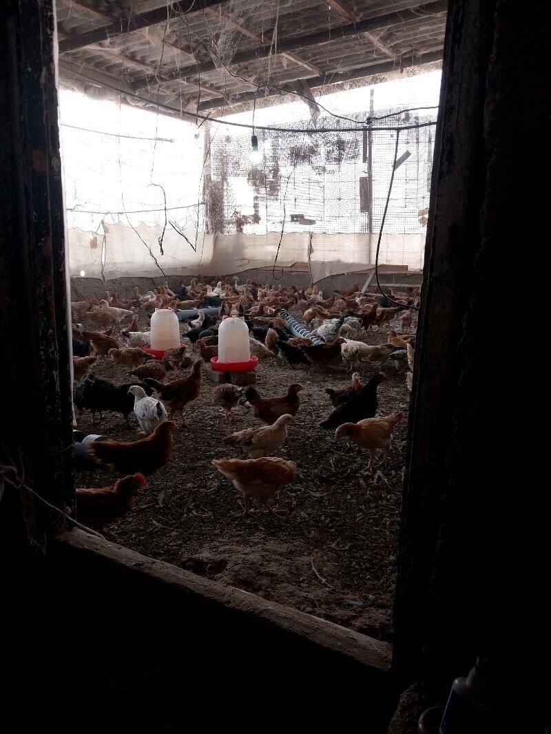 towuk juyje juje - Gökdepe - img 3