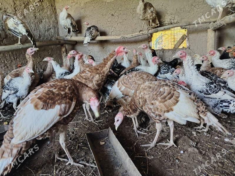 Owgan induk - Чарджоу - img 2