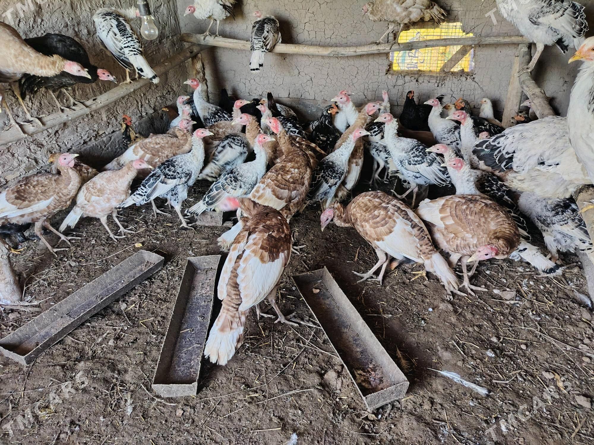 Owgan induk - Чарджоу - img 3