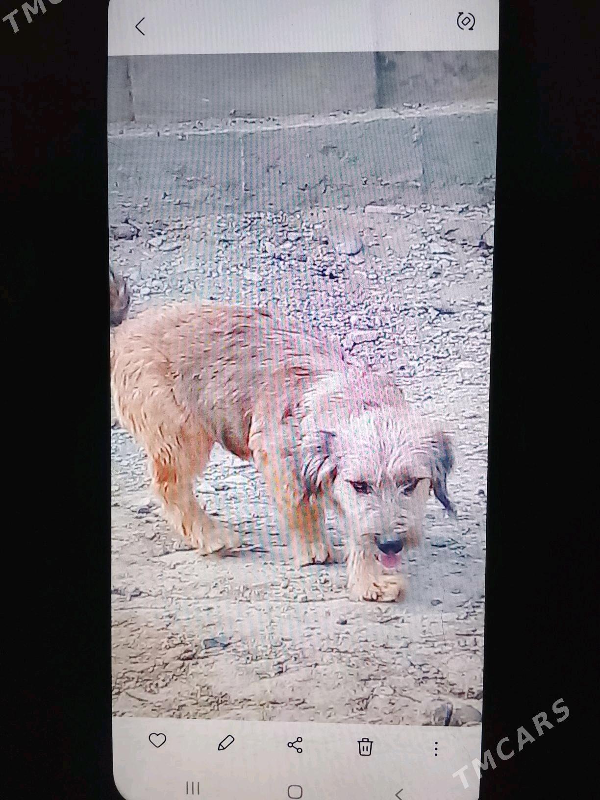 тузик - Анев - img 3