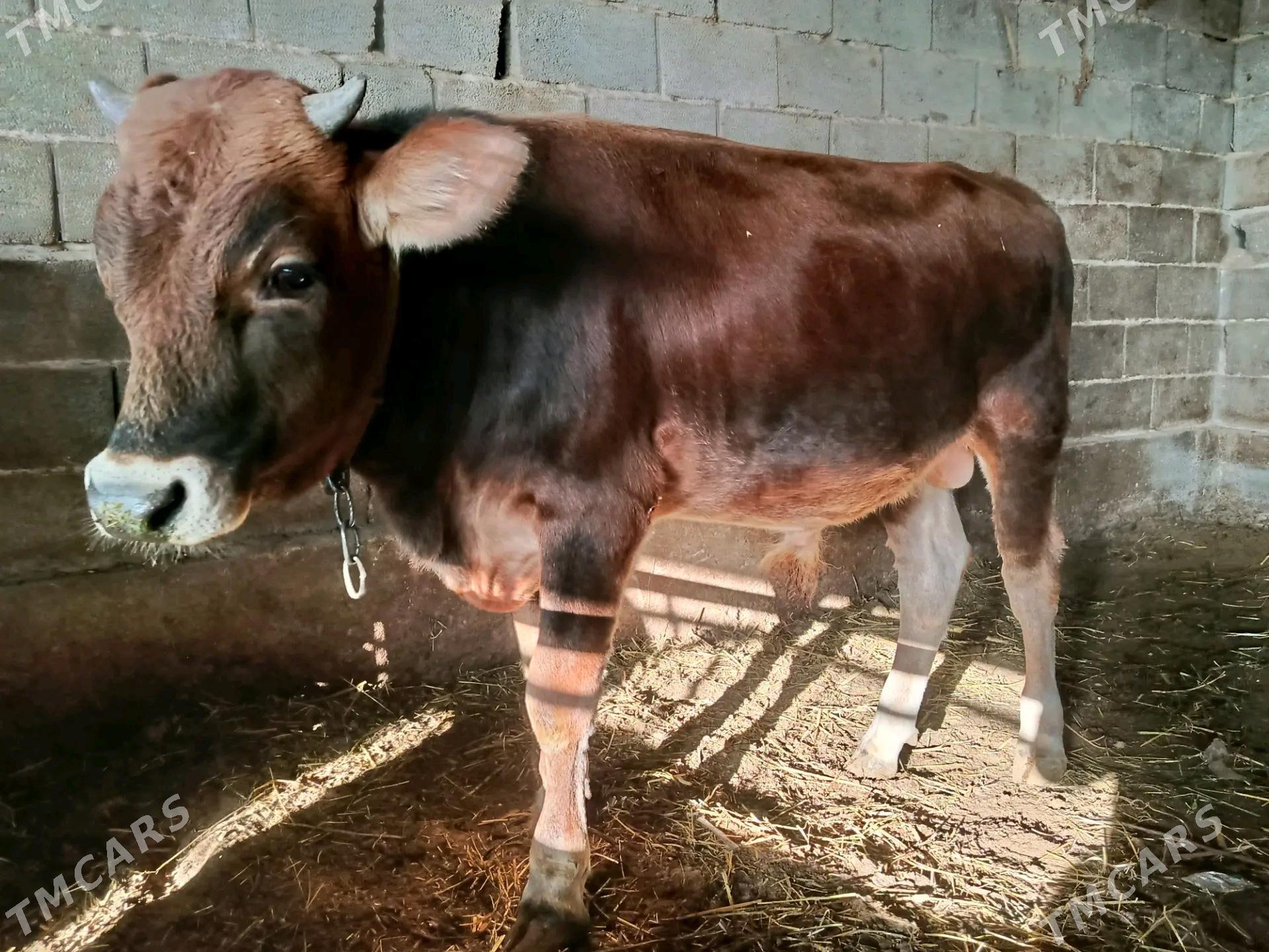 Okuz - Ak bugdaý etraby - img 3