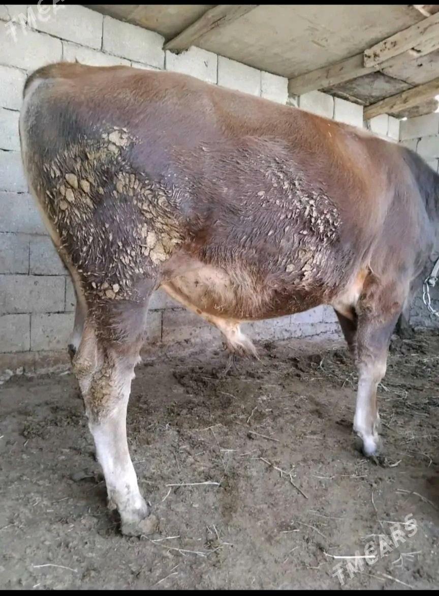 Okuz - Ak bugdaý etraby - img 4