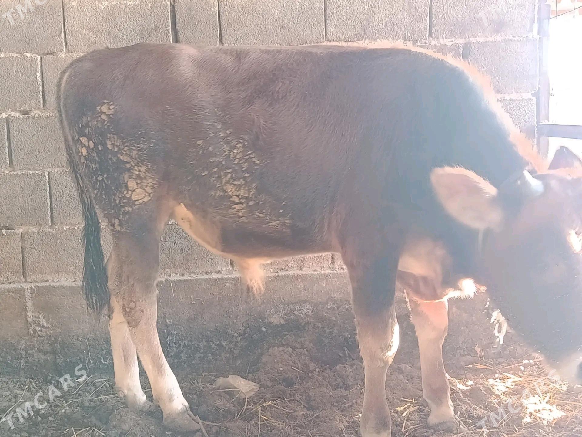 Okuz - Ak bugdaý etraby - img 2